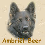 Ambriël-Beer net 7 jaar oud